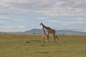 Giraffe, Maasai Mara