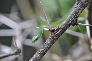 Random green snake