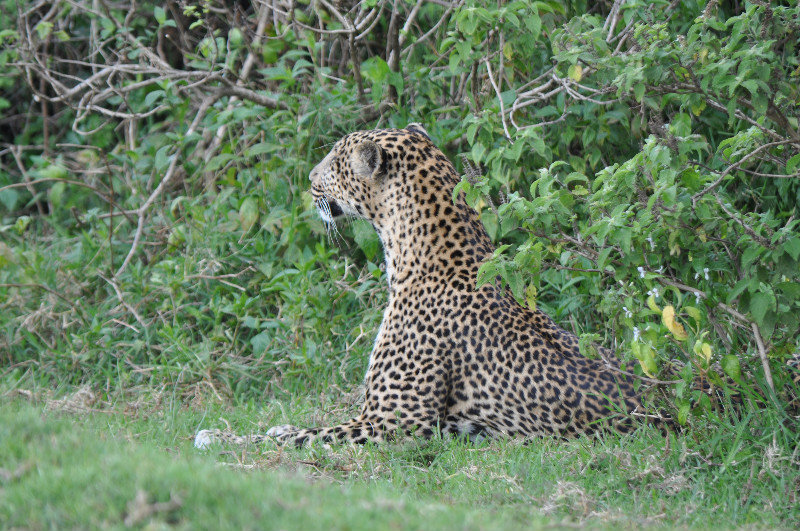 Leopard eying its prey