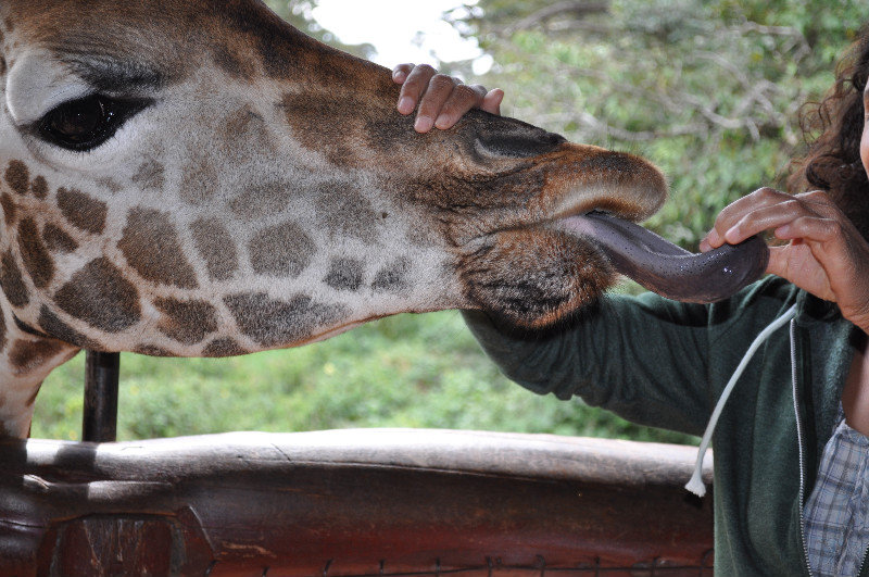 The Giraffe Centre, Nairobi