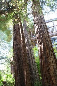 Baby redwoods