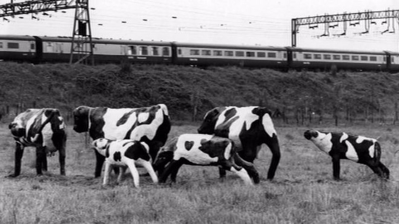 mk50 cows