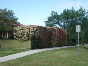Colourful hedge