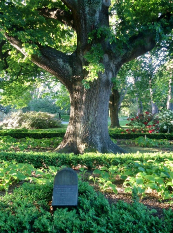 Tree planted in 1863 in honour of the wedding of Prince Albert and Queen Victoria