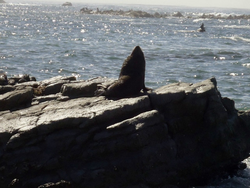 A seal sunning himself on Kaikouri Rocks