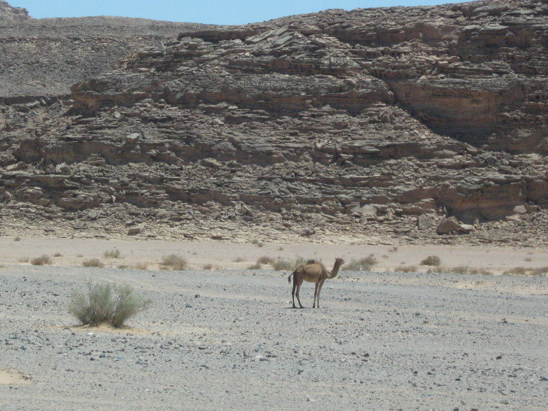 Egypt Negeb Desert