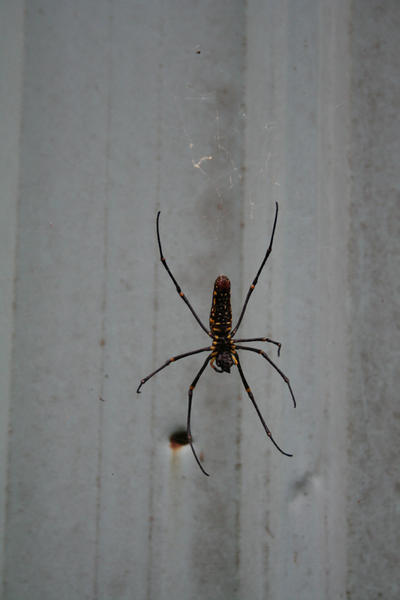 A Huge Spider