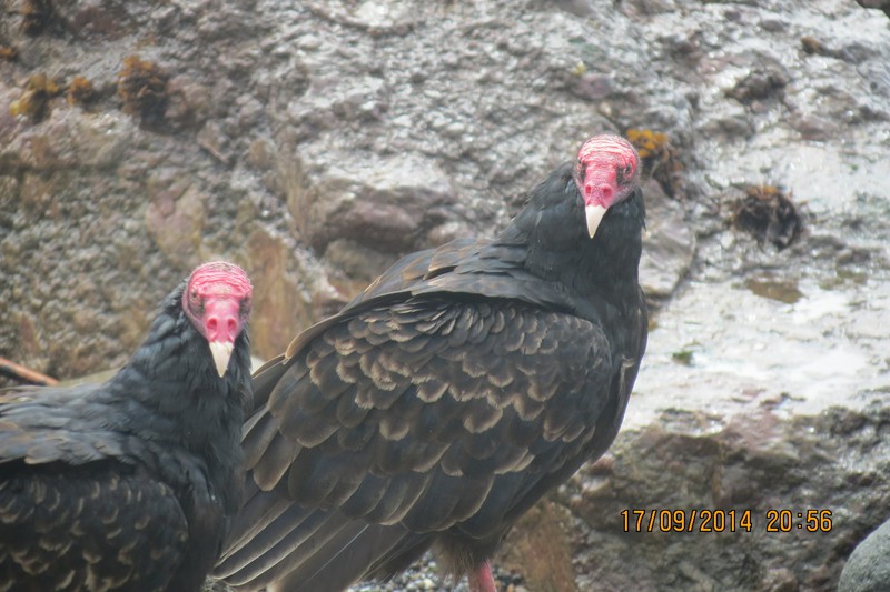 Turkey vultures on the beach