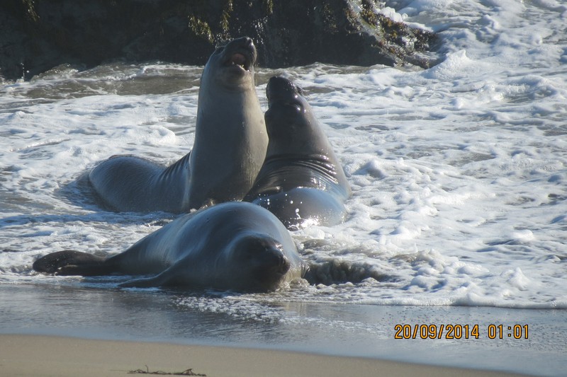 Elephant seals sparring
