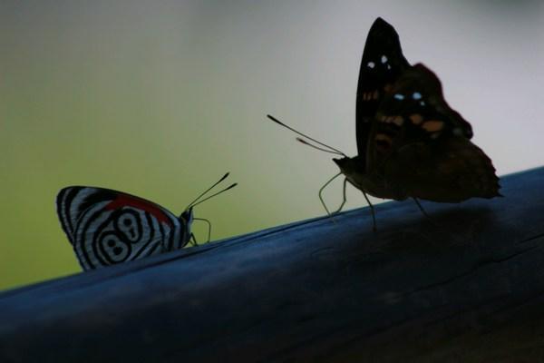 Two butterflies getting it ON!!!