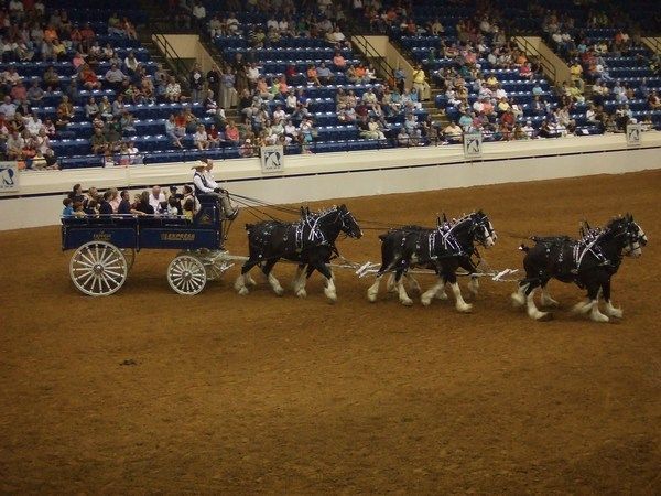 Clydesdales parading
