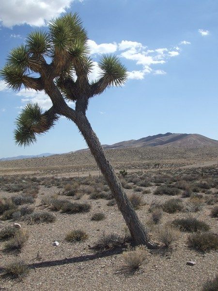 desert-yucca-trees-nevada-photo