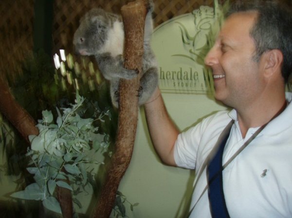 Koala Lumpar