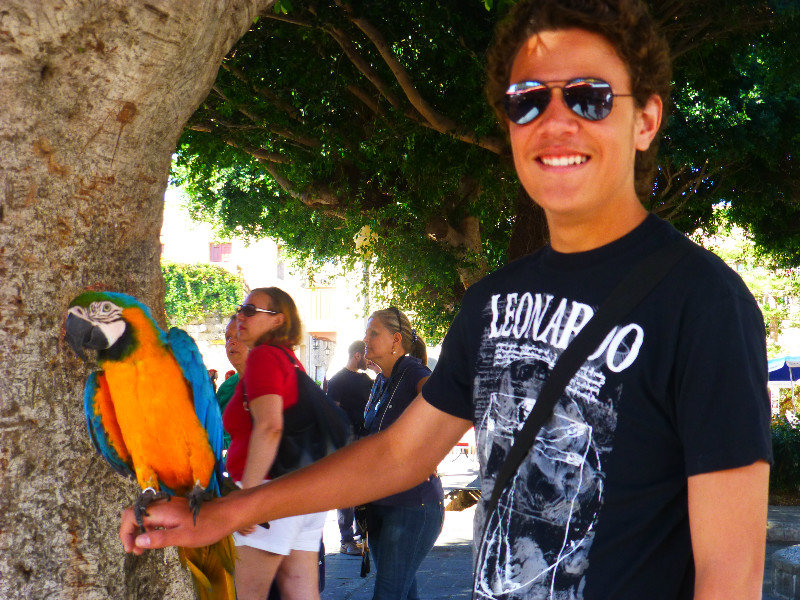 Parrots in Rhodes