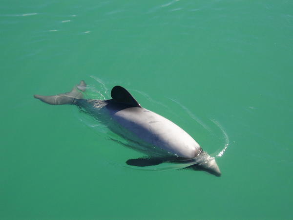 hector dolphin