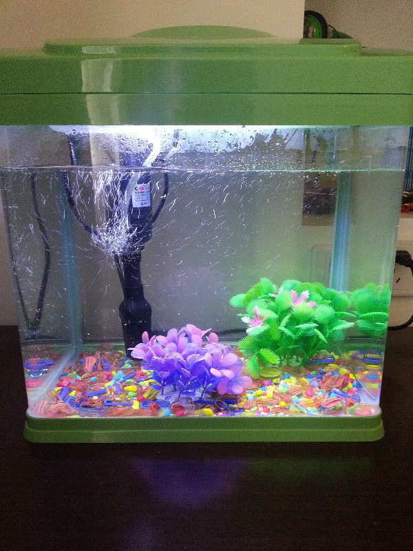 Our new fish tank