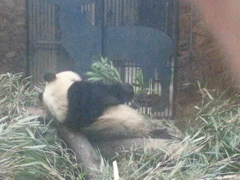 A shy Panda!!