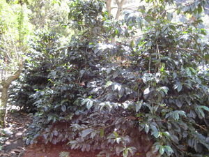 Salkantay trek - coffee trees
