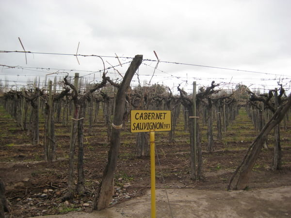 La Rural winery - Mendoza