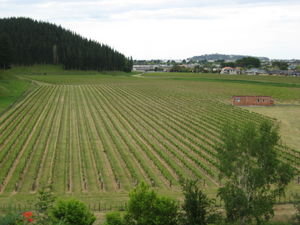 vineyard of Mission Estate winery