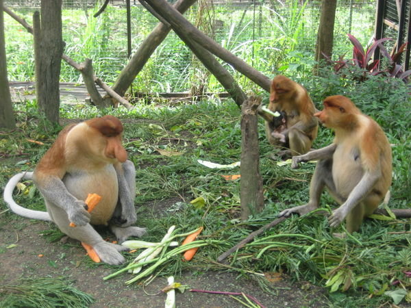 Malaysian Borneo - wildlife park