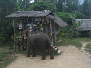 "elephant station"