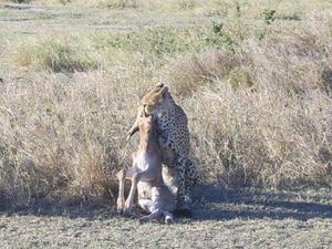 Cheetah kill in the Serengeti