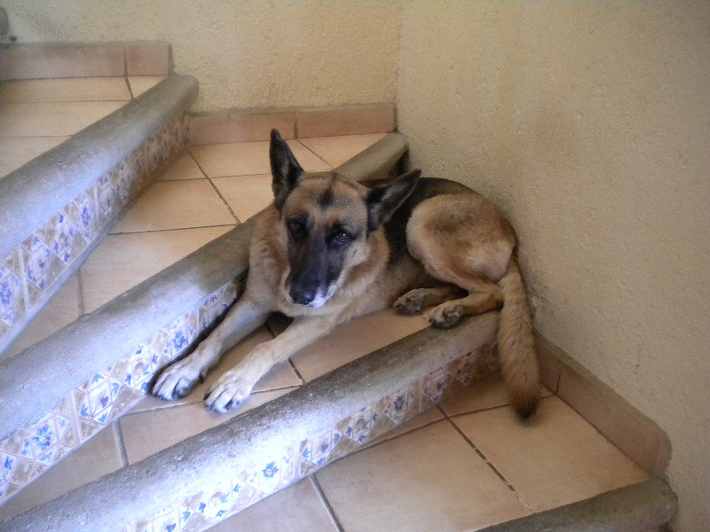 Lobo guarding the steps