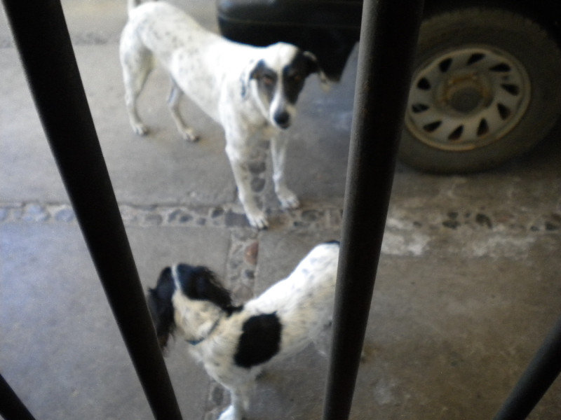 Daisy and Buster behind bars