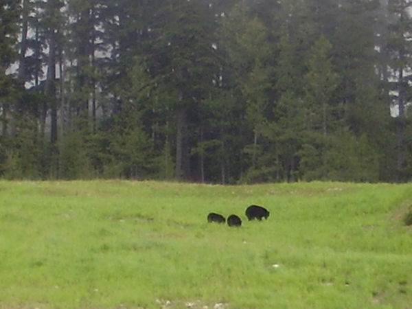 Bears! (the real thing)