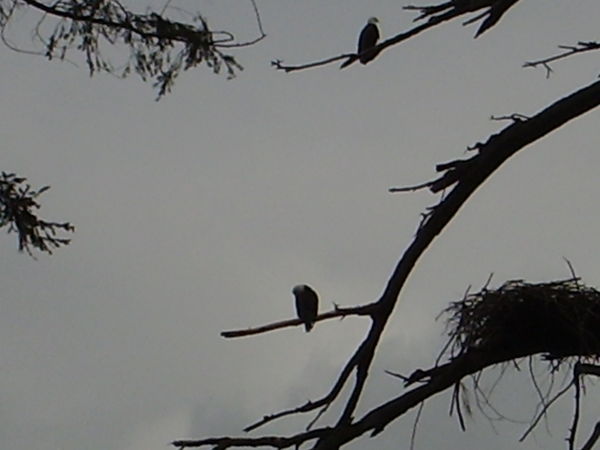 Bald Eagles in Stanely Park