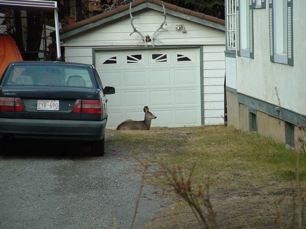 Deer in someones backyard in Banff