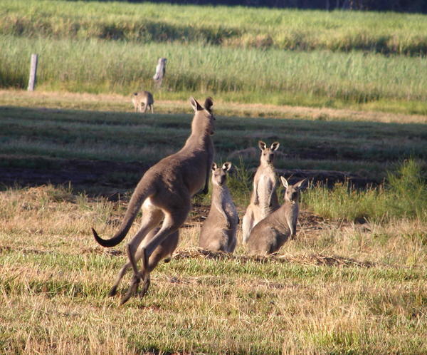 Roos Jumping