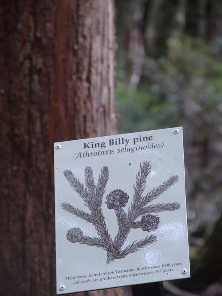 King Billy pine  sign