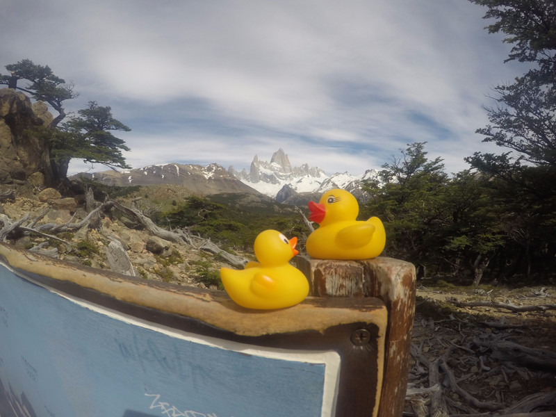 Ducklings with the Fitz Roy
