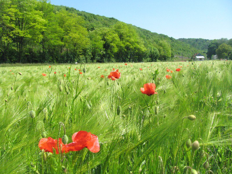 Poppies in a barley field.