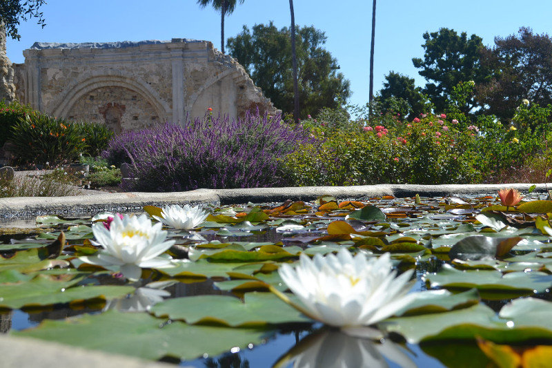Lillies on the Fountain