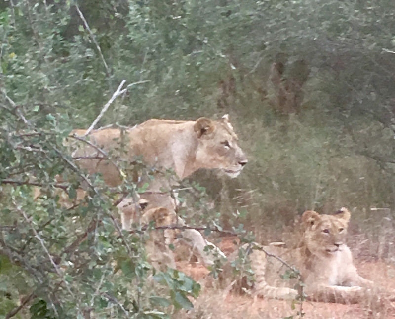 Lioness and cubs