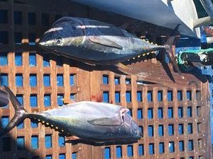 Freshly Landed Yellowfin Tuna 