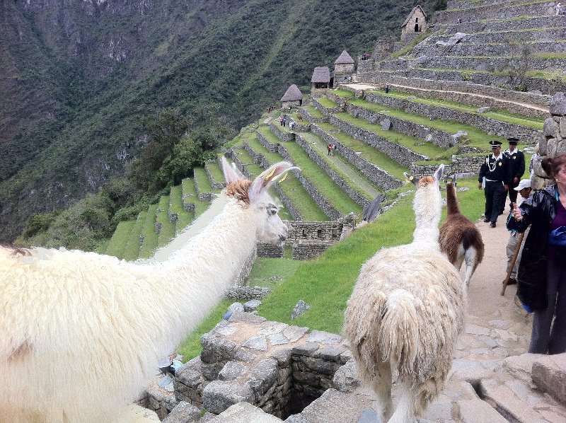 More llamas