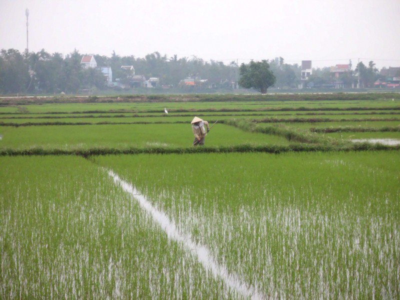 Toil in the Rice field
