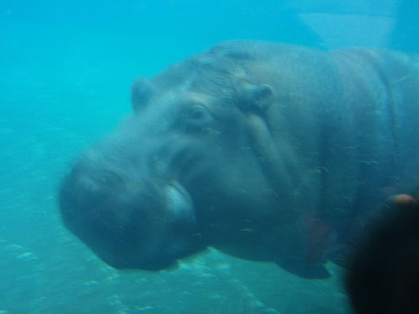 Loved the hippo