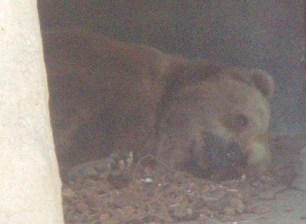 Grizzly Bear sleeping