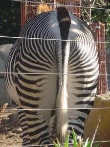 Zebra- cool photo!
