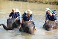 Bathing with the Elephants