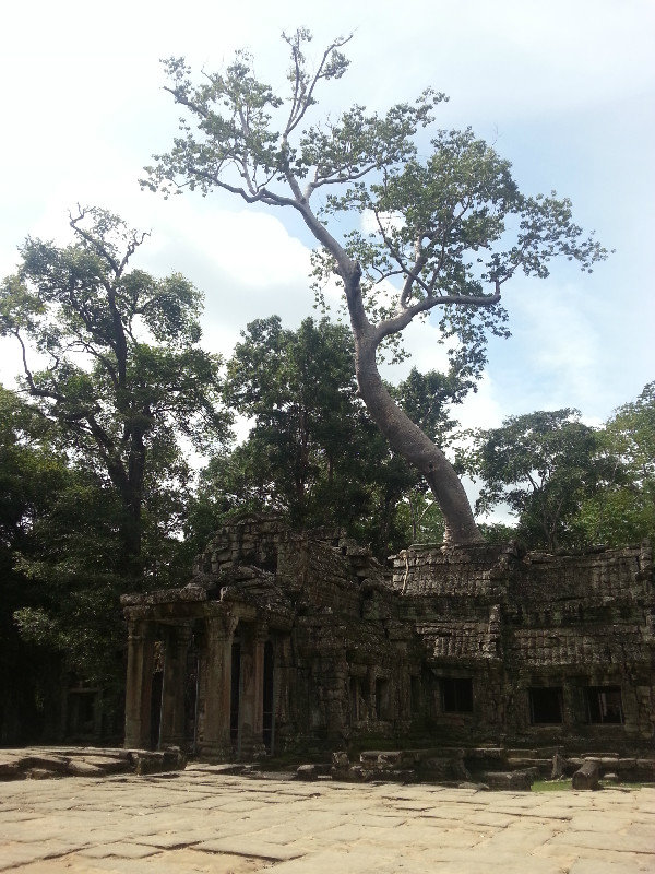 A tree growing from a temple
