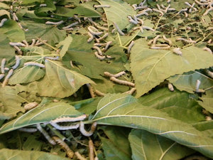 Silk worms eating mulberry leaves