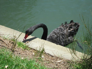 Black swans and Albert Park