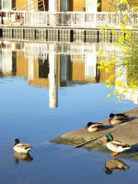 Ducks in Avignon