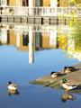 Ducks in Avignon